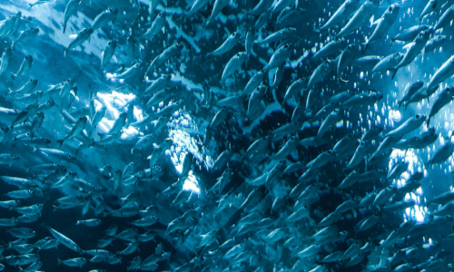 APPUNTAMENTO-GIORNATA-MONDIALE-DELLA-PESCA (3)