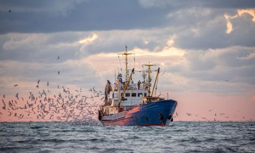 pesca