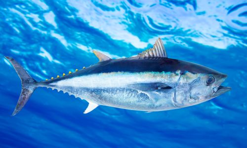 Bluefin tuna Thunnus thynnus saltwater fish underwater blue sea